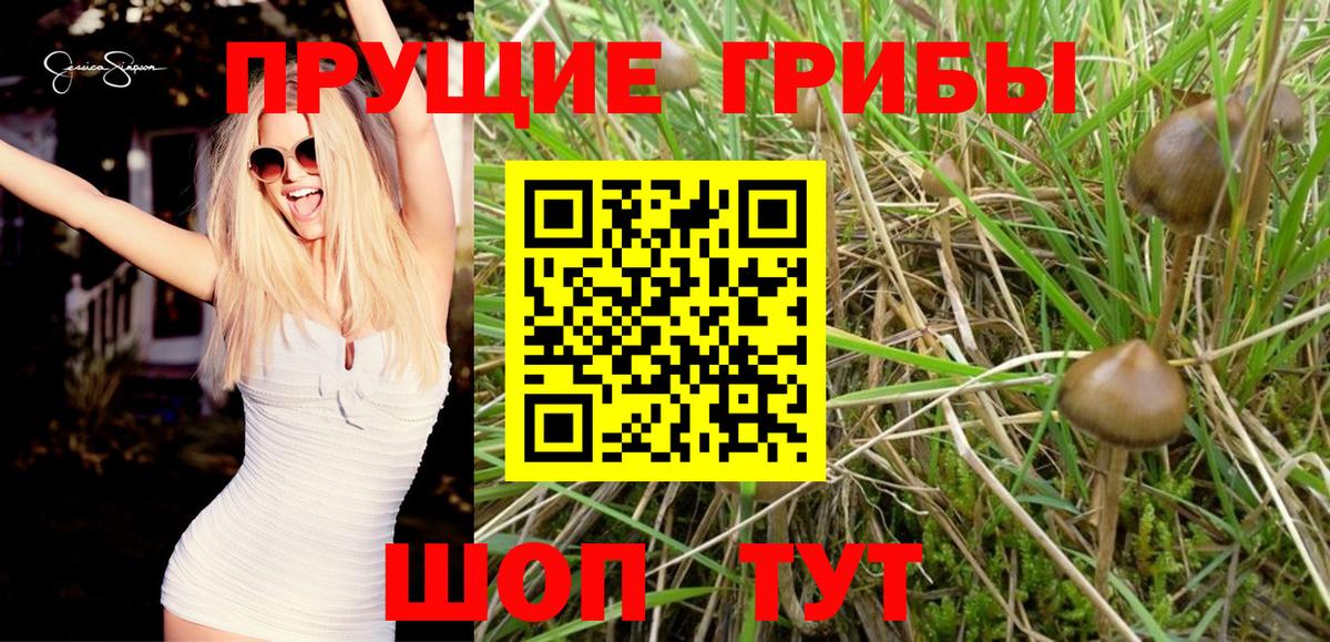Можайск  Псилоцибиновые грибы Psilocybine cubensis  Вход с VPN 